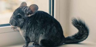 Learn more about sapphire chinchillas