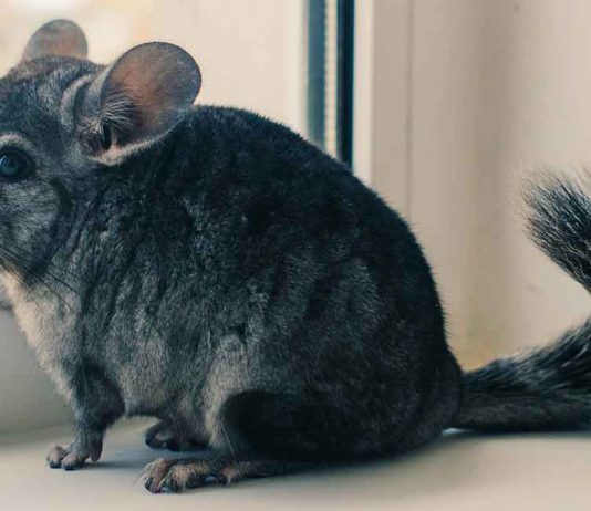 Learn more about sapphire chinchillas
