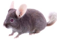 Learn more violet chinchilla facts