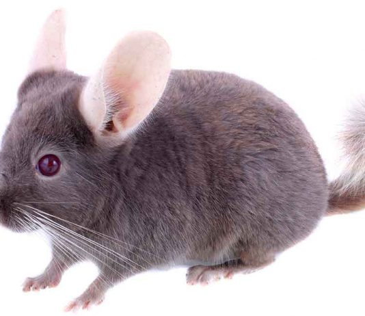 Learn more violet chinchilla facts