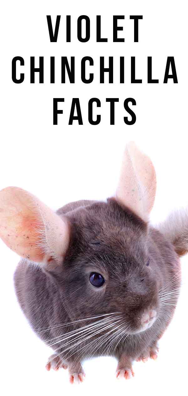 Learn more about the violet chinchilla!
