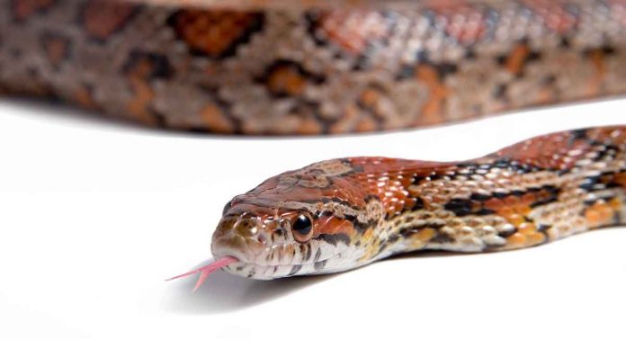 Que mangent les serpents des blés ?