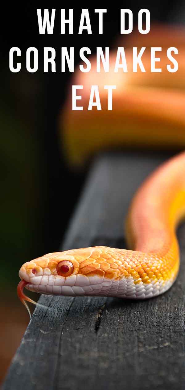 What do corn snakes eat?