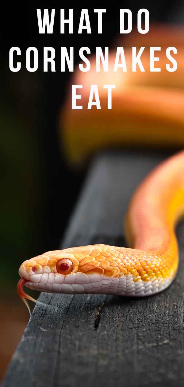 What Do Corn Snakes Eat - The Best Food For Your Snake