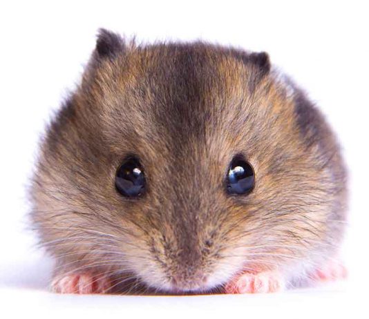 dwarf hamster lifespan