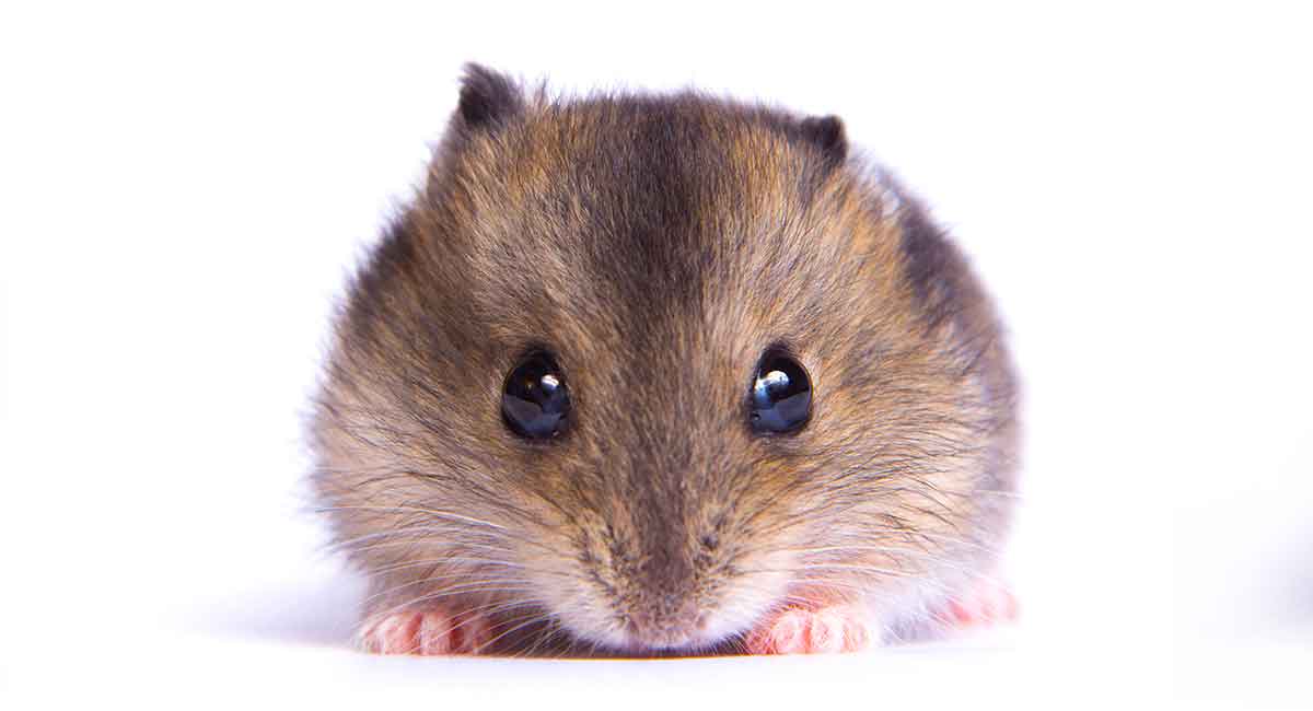 Hamster Lifespan: How Long Do Hamsters Live? - A-Z Animals