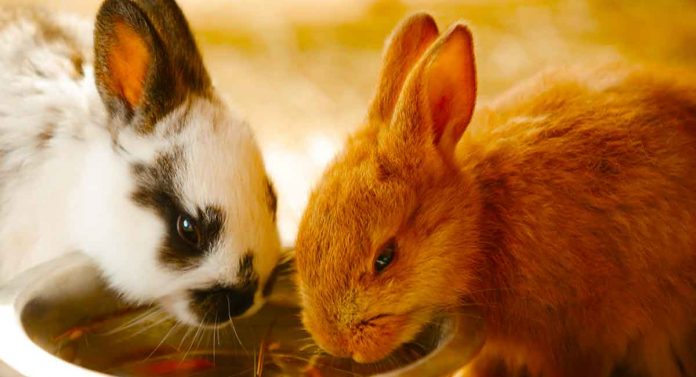 small bunny breeds