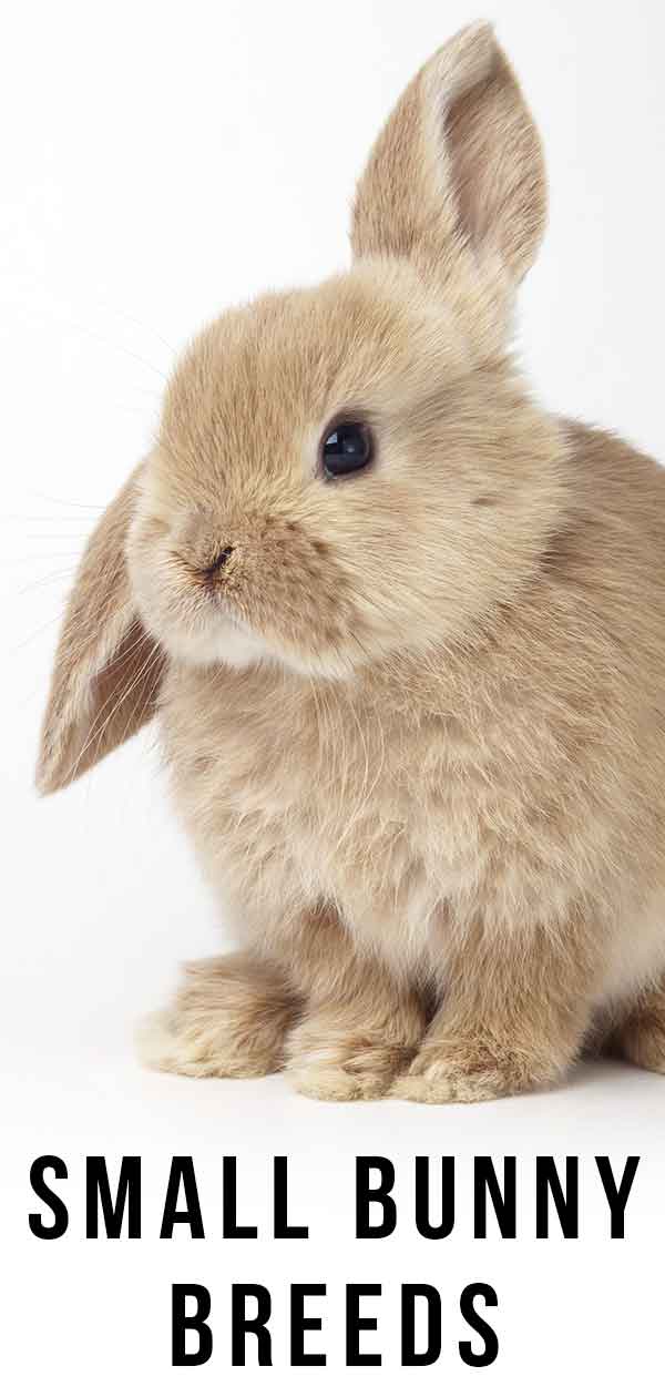 different kinds of bunnies for pets