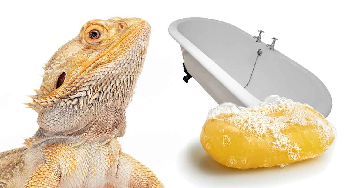 bearded dragon water conditioner