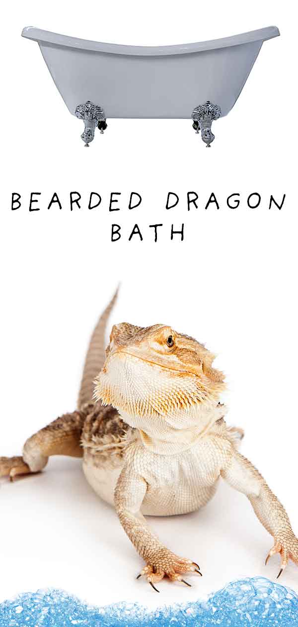 bearded dragon bath