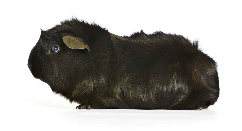 Black Guinea Pig Fascinating Facts and Interesting Information