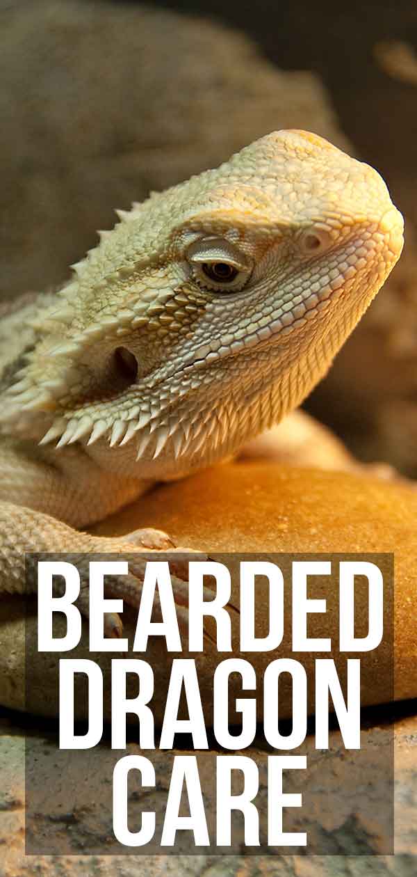 Bearded dragon care