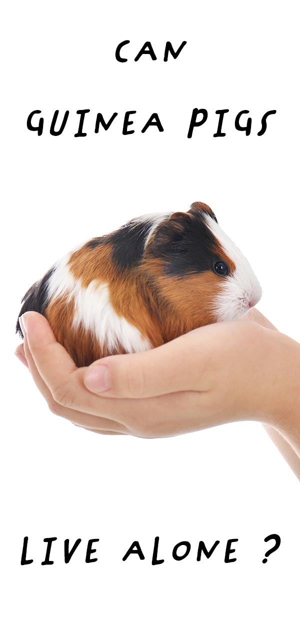 Can Guinea Pigs Live Alone Find Out More About Solitary Pigs