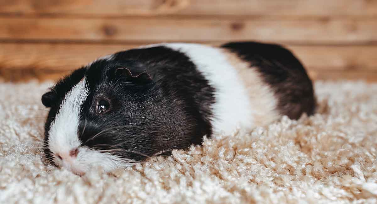 lethargic guinea pig