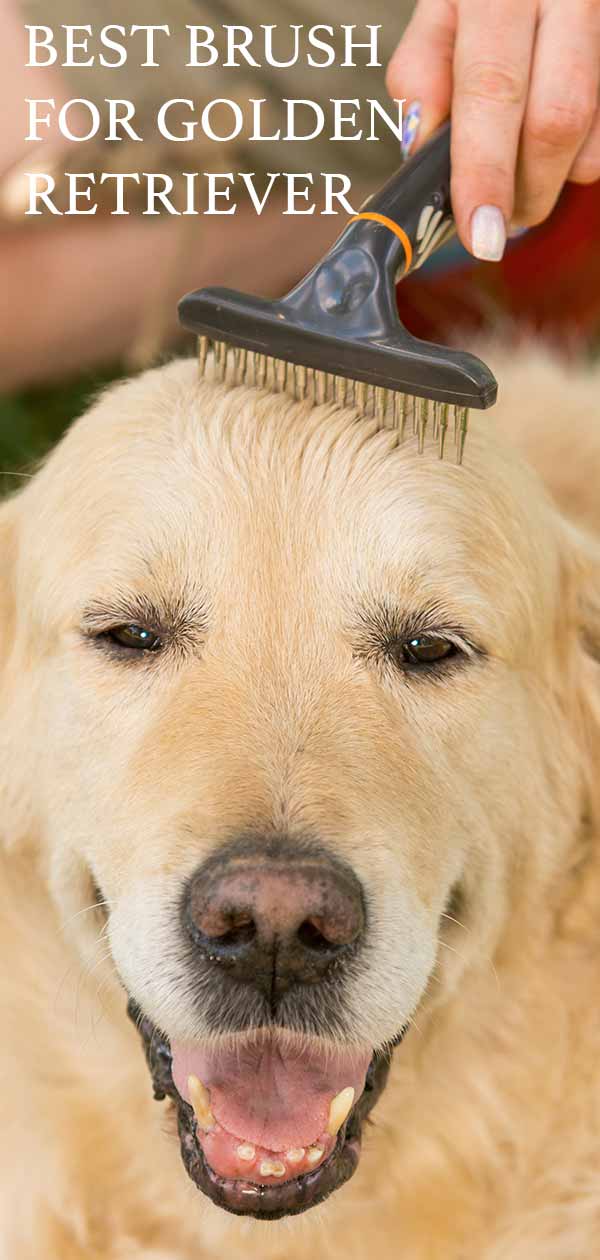 best brush for golden retriever shedding