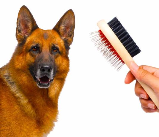 best dog brush for german shepherd