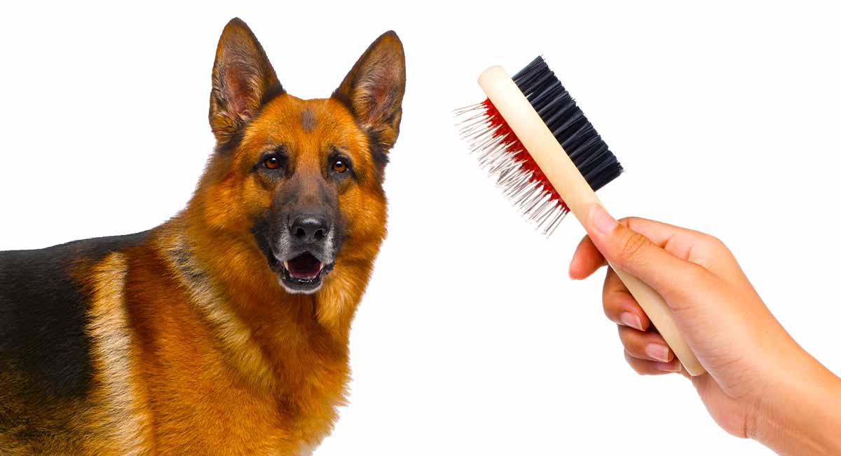 best dog brush for german shepherds