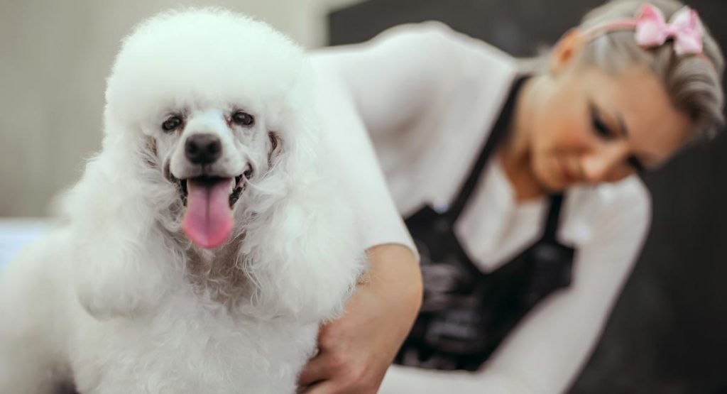Best Brush For Poodles And Their Curly Coats