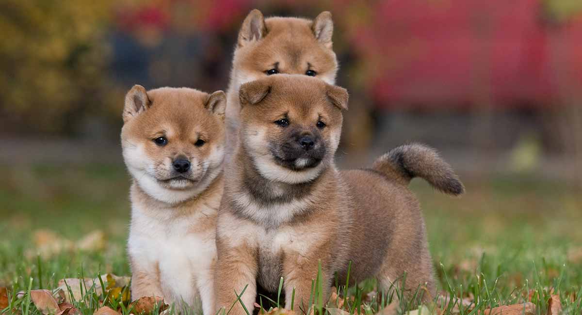 japanese shiba names