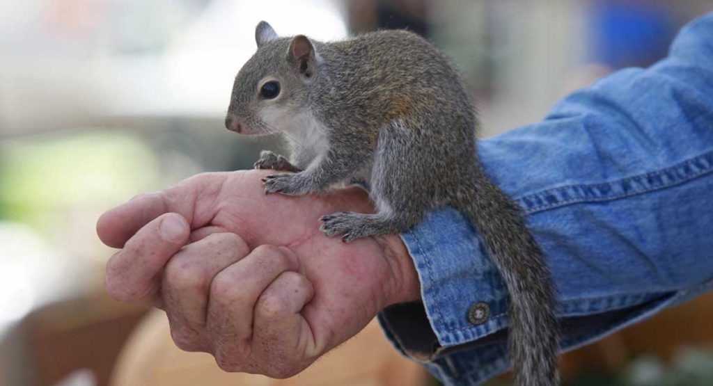 can you keep a squirrel as a pet