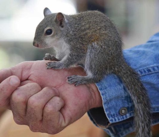 can you keep a squirrel as a pet