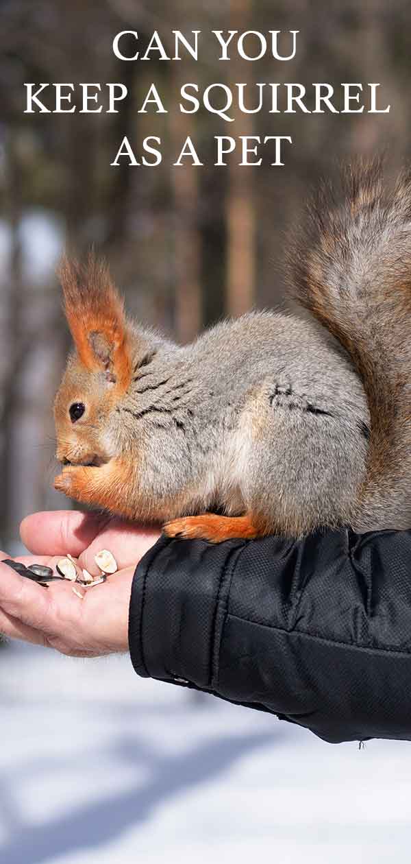 puoi tenere uno scoiattolo come animale domestico