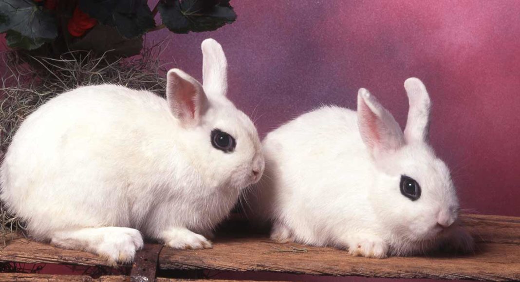 Dwarf Hotot - A Complete Guide To The Breed - Squeaks And Nibbles