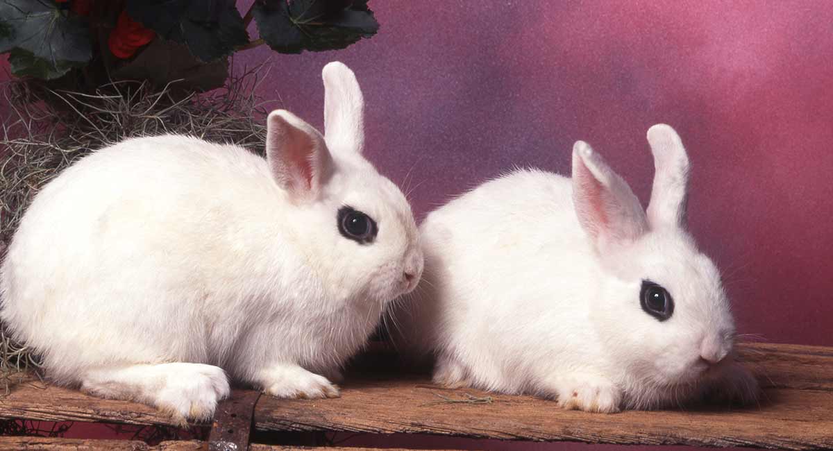 Dwarf Hotot A Complete Guide To The Breed Squeaks And Nibbles