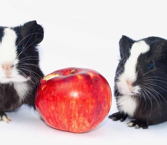can guinea pigs eat apples