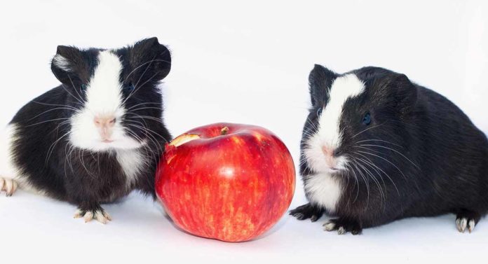 can guinea pigs eat apples