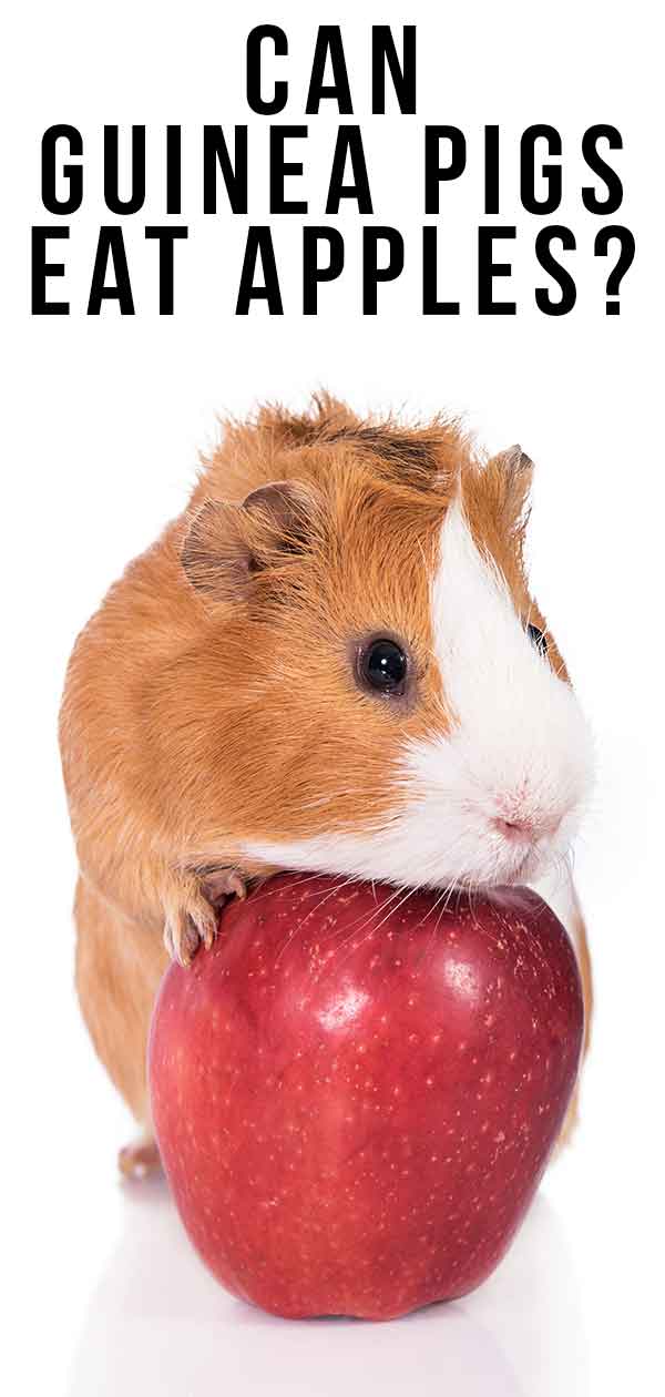 kunnen cavia's appels eten