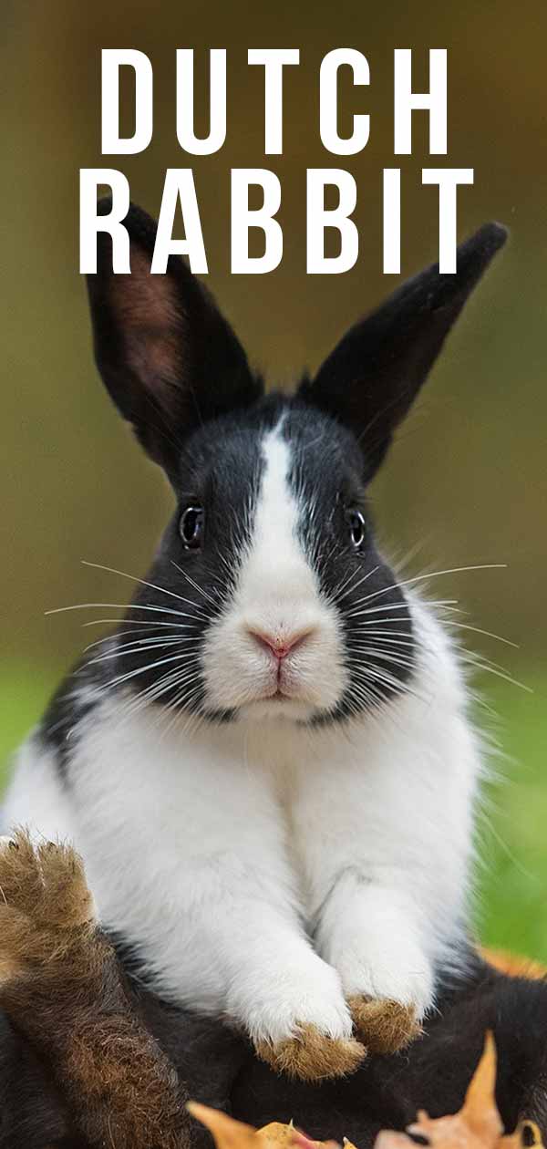 Dutch Rabbit The Striped Bunny With A Perfect Personality - 