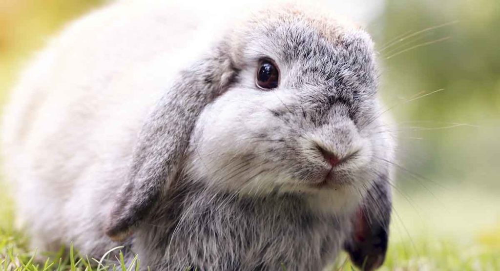 Holland Lop Rabbit Breed Information A Guide To The Holland Lop Bunny