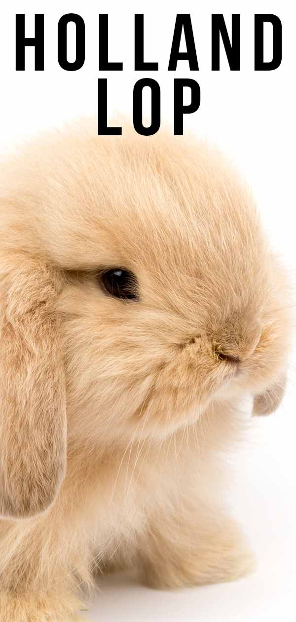 Holland Lop Is This Little Lop Eared Bunny Your Perfect Pet