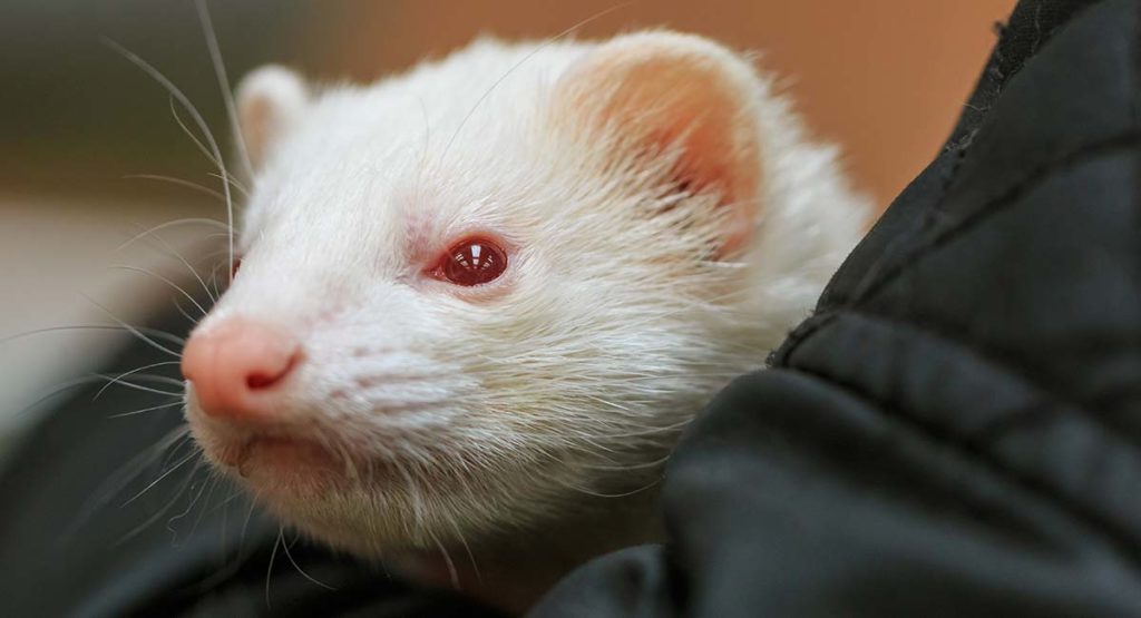 white ferret teddy