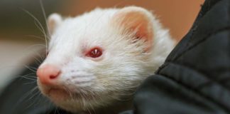 albino ferret