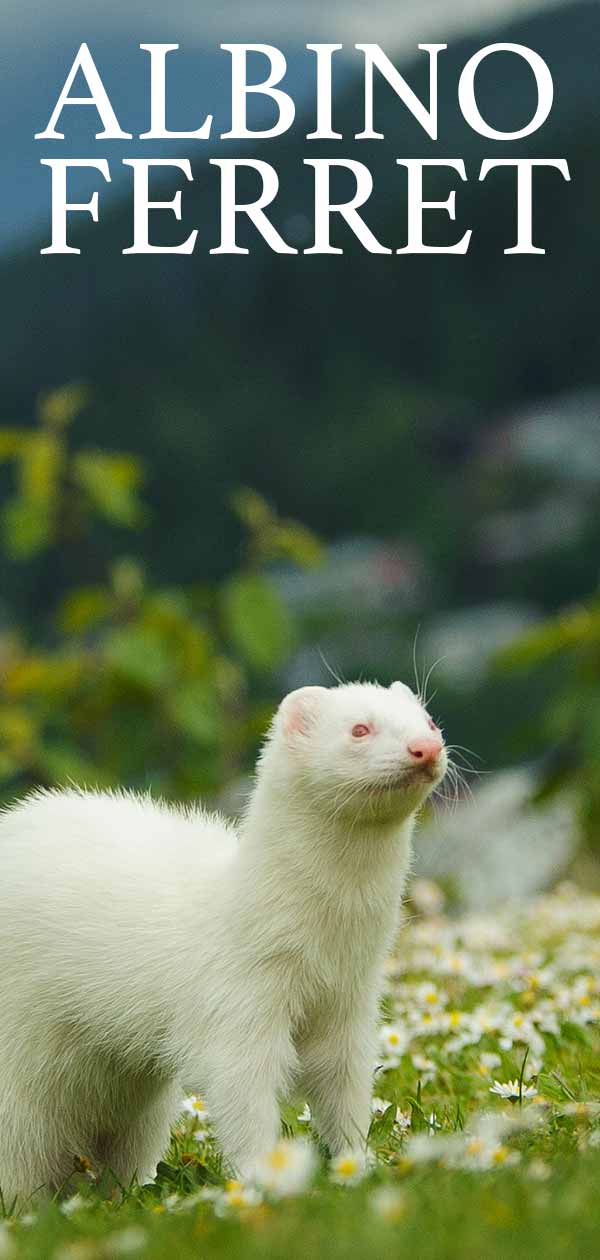 white ferret