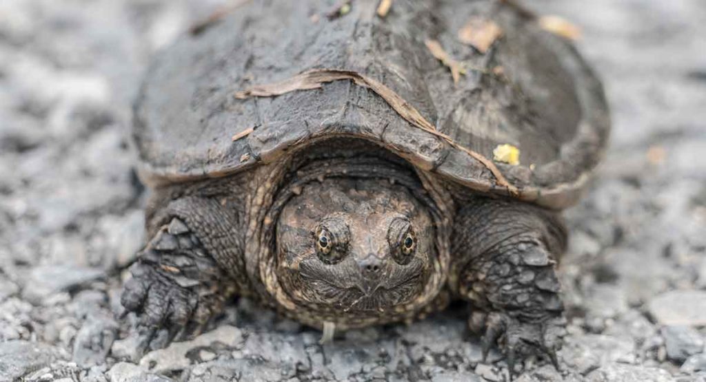 baby-snapping-turtle-wild-creature-or-perfect-pet