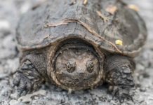 baby snapping turtle
