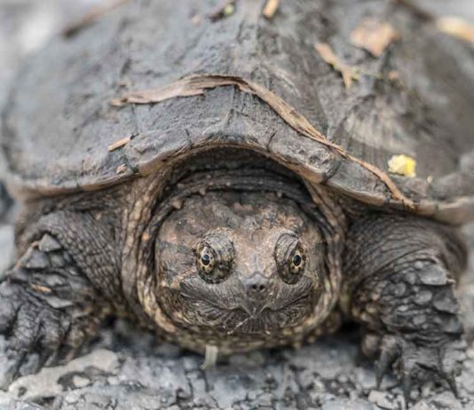 baby snapping turtle