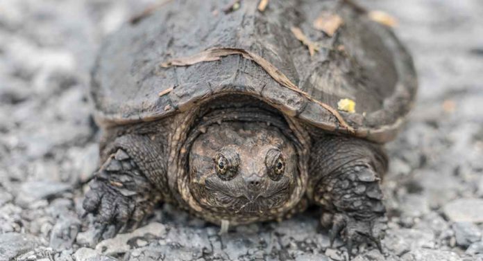 baby snapping turtle