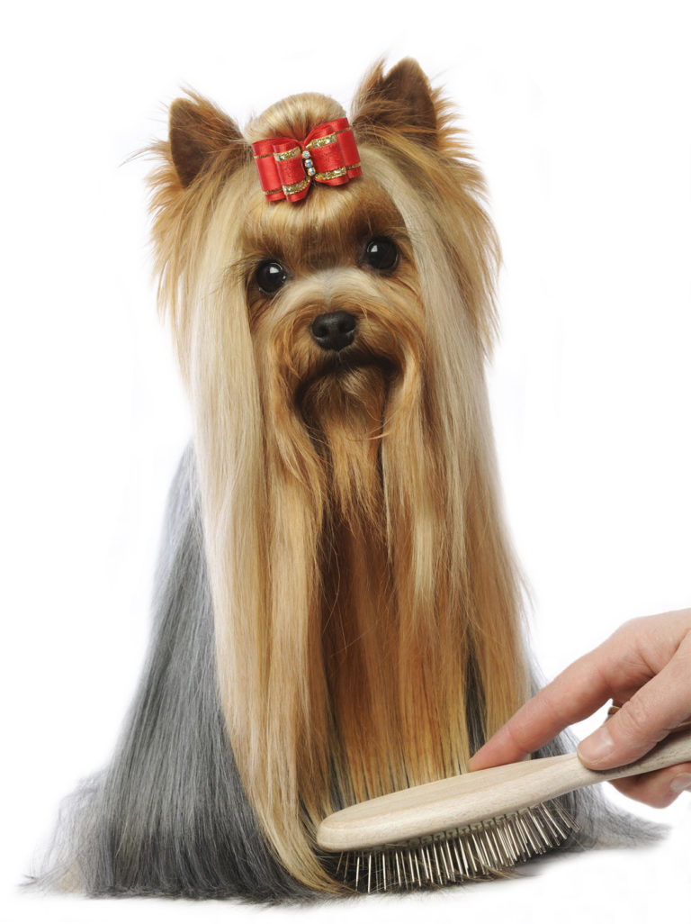 The Best Brush for Yorkies and Their Lovely Long Fur