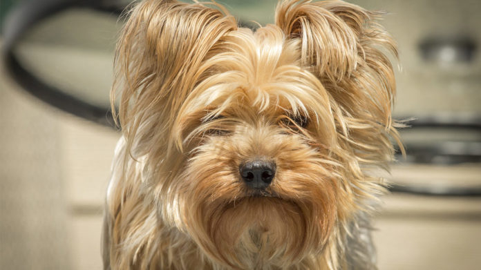 best brush for yorkies