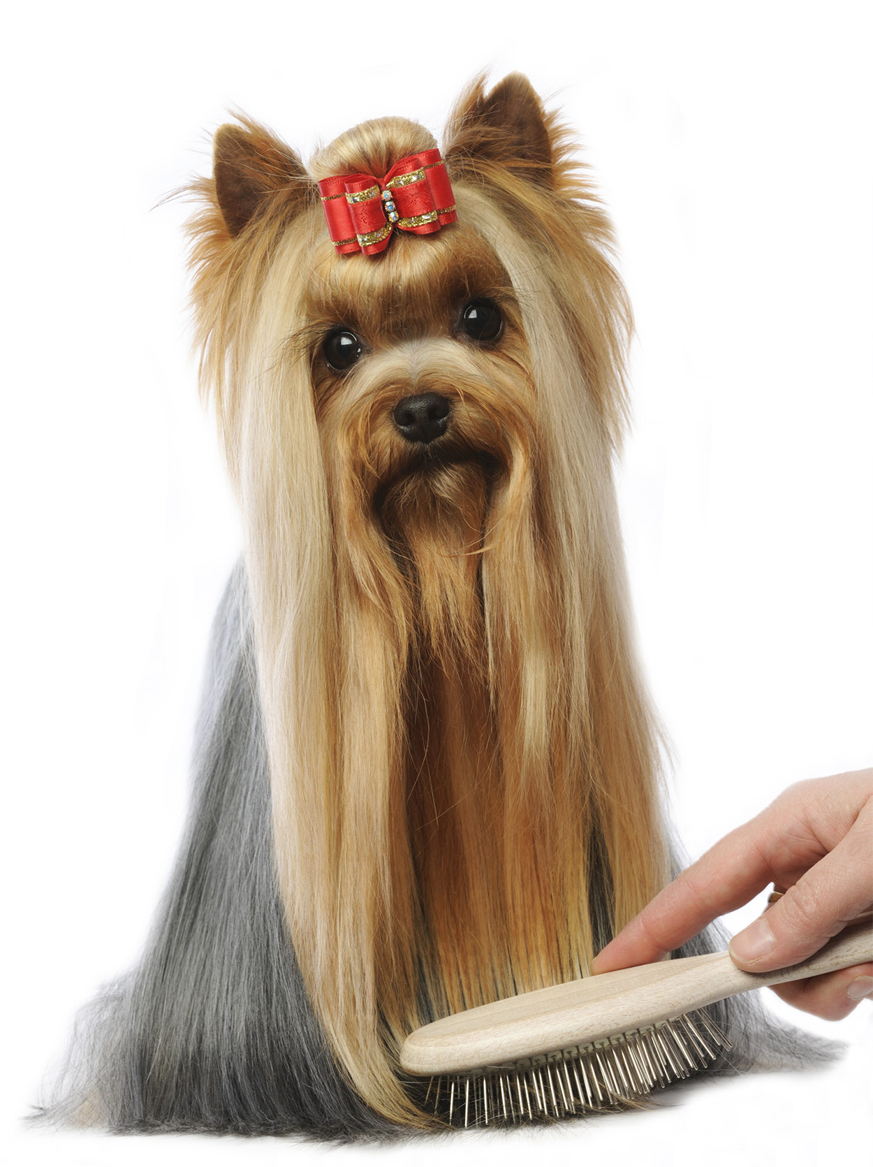 yorkie hair brush