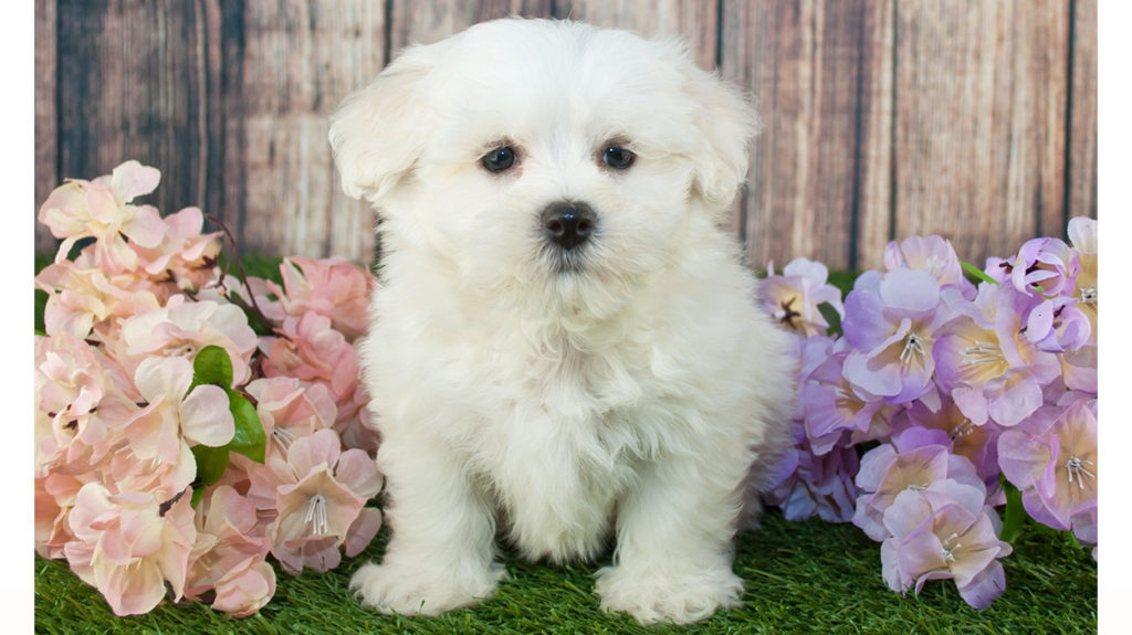 Best Dog Food For Maltipoo Puppies, Dogs, And Seniors