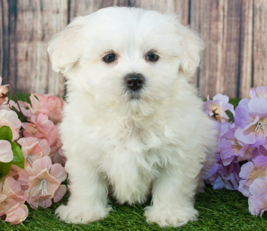 best dog food for maltipoo