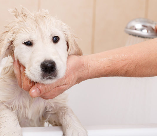 best shampoo for golden retriever dogs