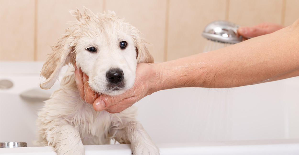 golden retriever puppy shampoo