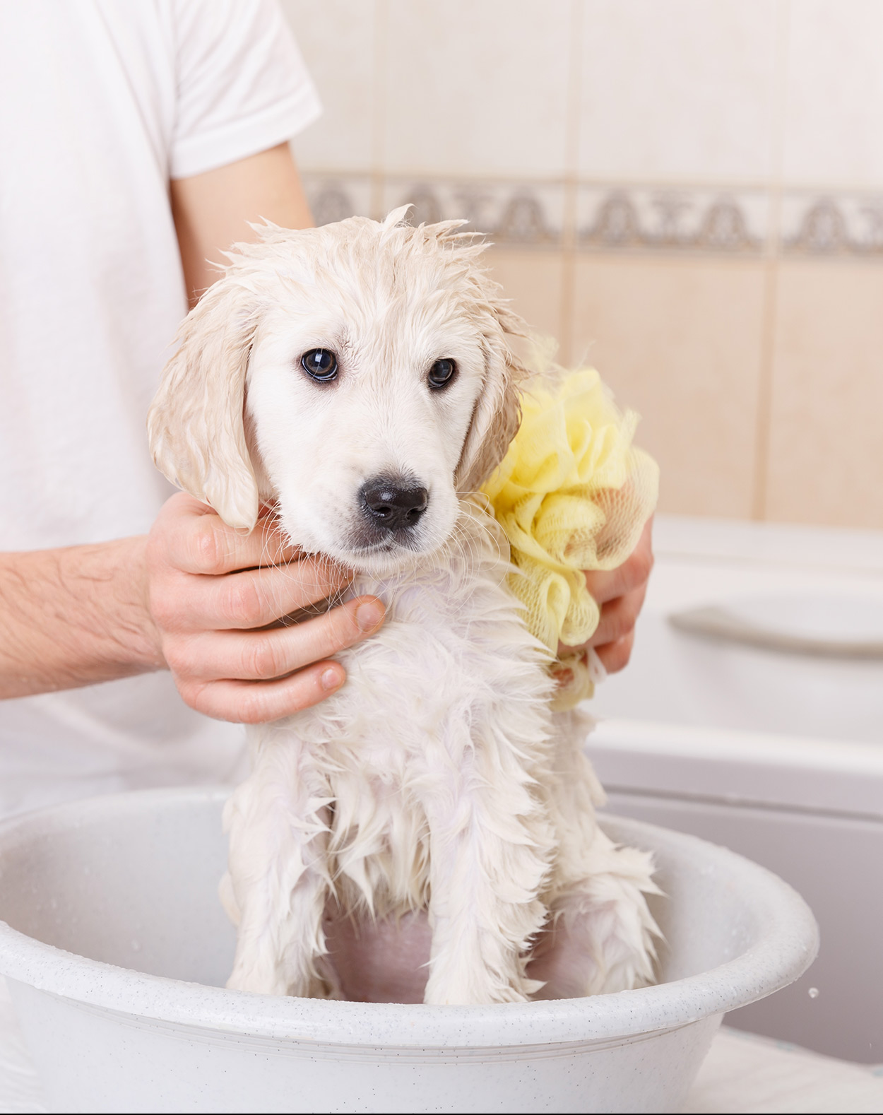 best shampoo for golden retriever dogs