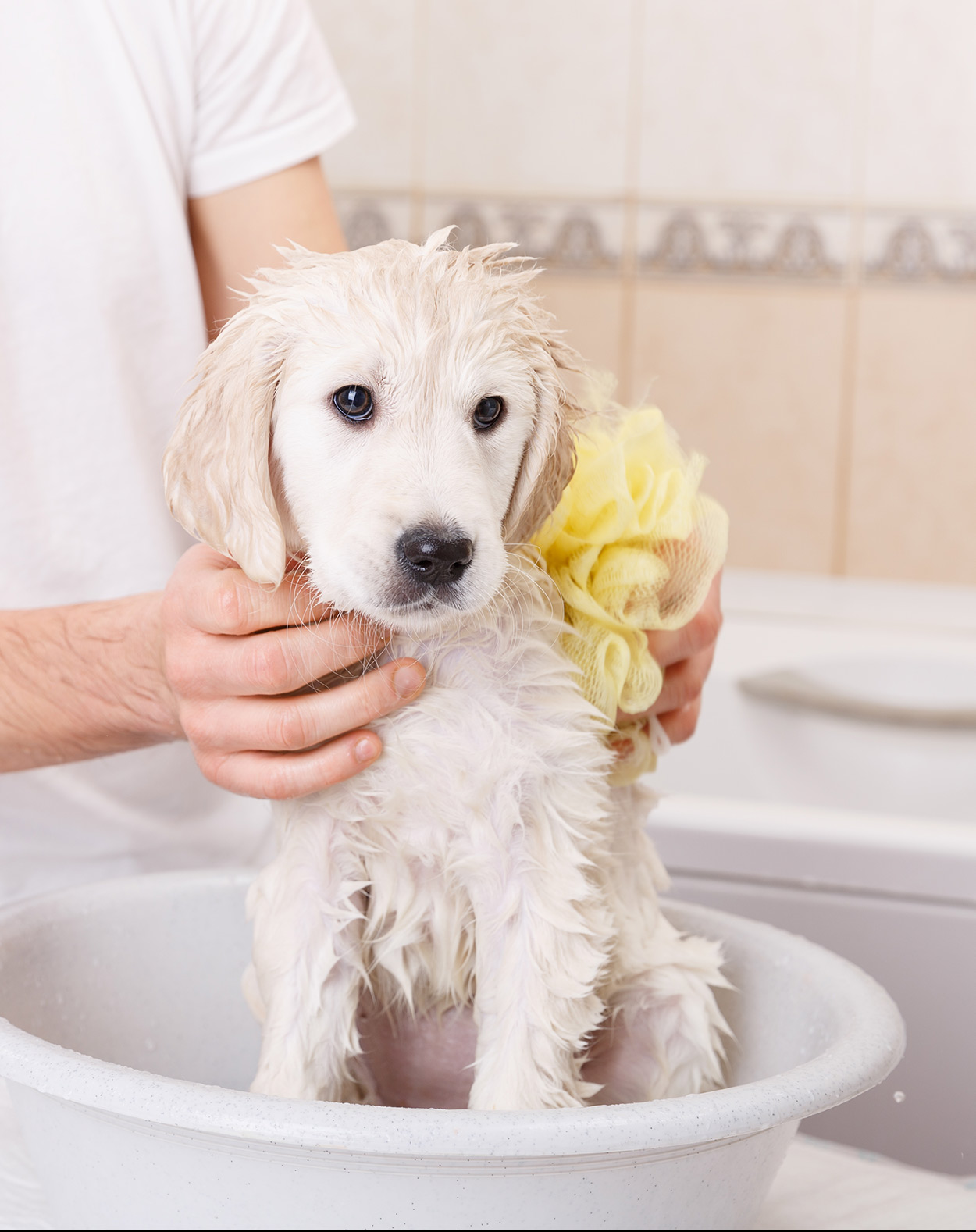 golden retriever puppy shampoo